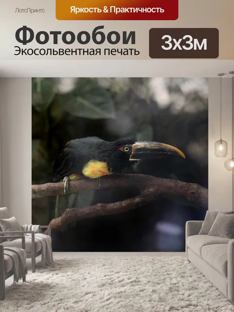 Фотообои Тукан