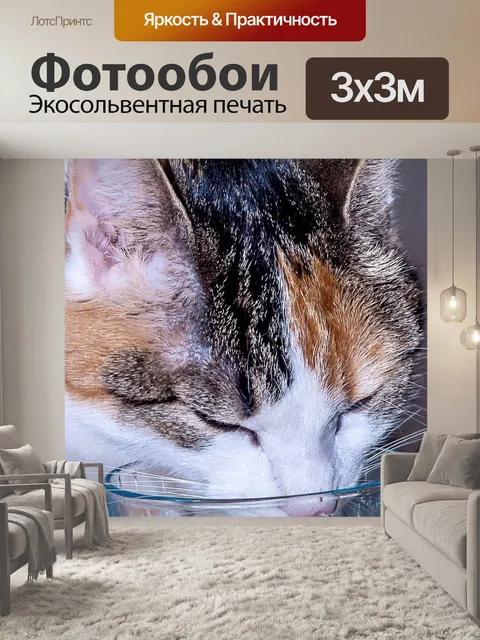 Фотообои Кот