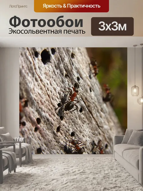 Фотообои Насекомое
