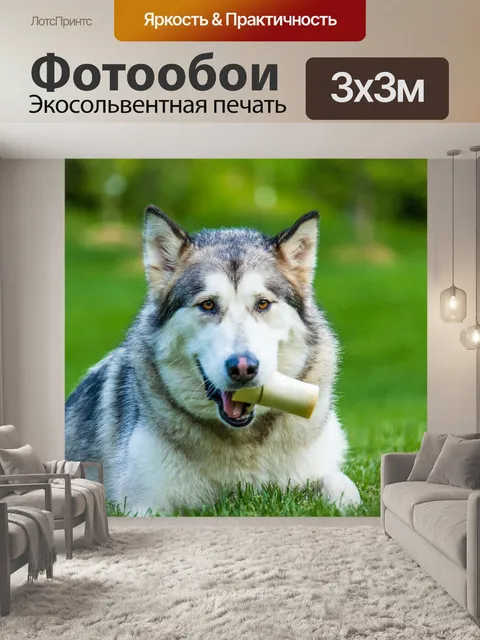 Фотообои Сибирский хаски