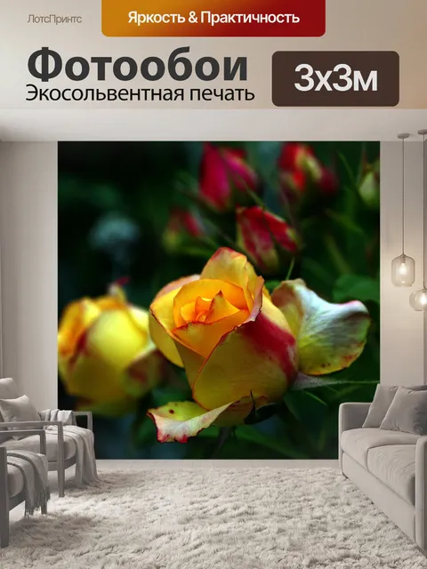 Фотообои Чайная роза