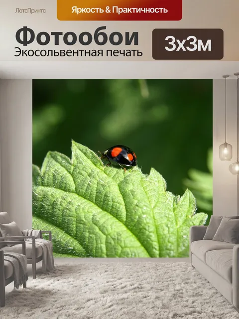 Фотообои Красный точечный жук