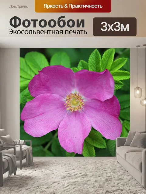 Фотообои Большой розовый цветок