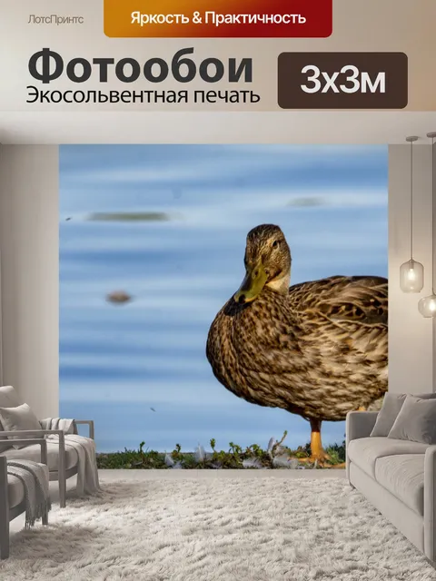 Фотообои Утка