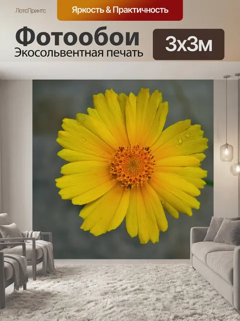 Фотообои желтая ромашка с капель воды