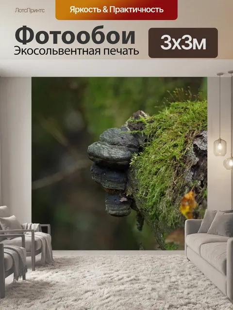 Фотообои Грибы