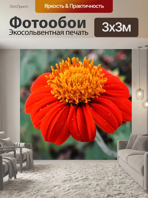 Фотообои Общие цинния