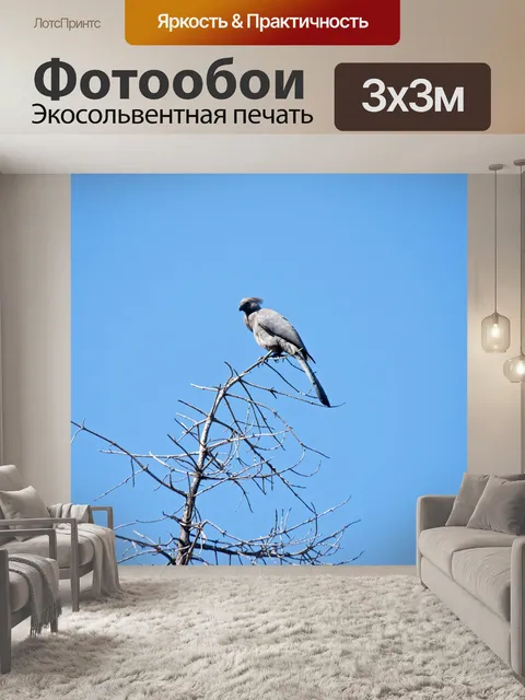 Фотообои серая луэри птица сидела на верхушке дер