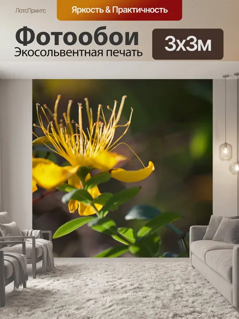 Фотообои пыльники желтого цветка зверобоя