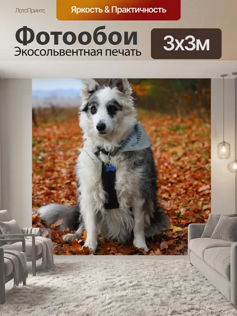 Фотообои Бордер-колли