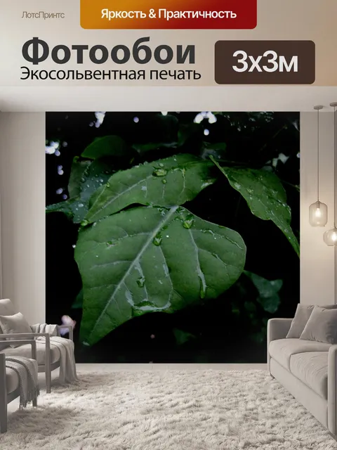 Фотообои листья с каплями дождя