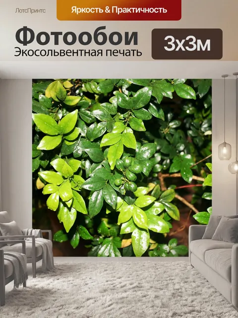 Фотообои зеленые листья блестящие