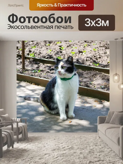 Фотообои Кошка