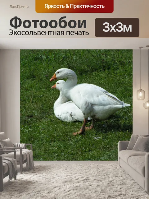 Фотообои Белые гуси