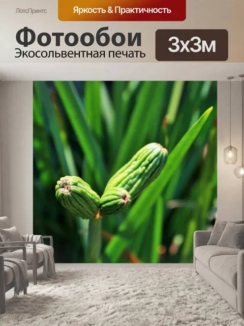 Фотообои зеленые семена дикого цветка ириса