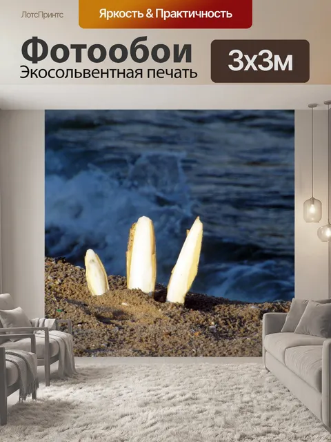 Фотообои Каракатицы Корпуса пляж и океан