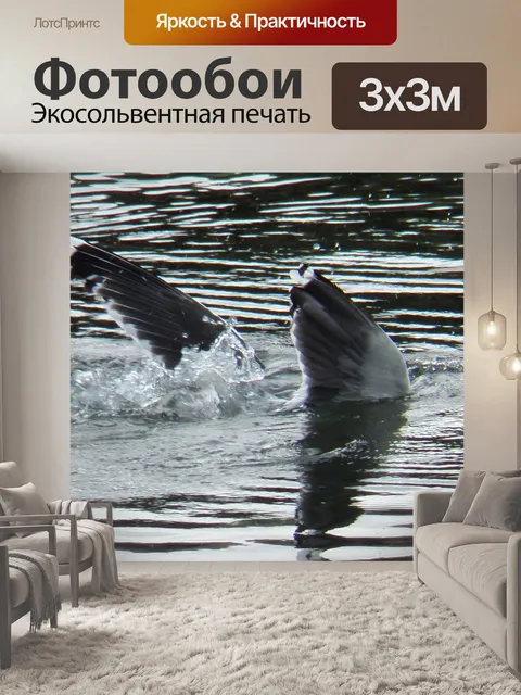 Фотообои Чайка Дайвинг на продовольствие