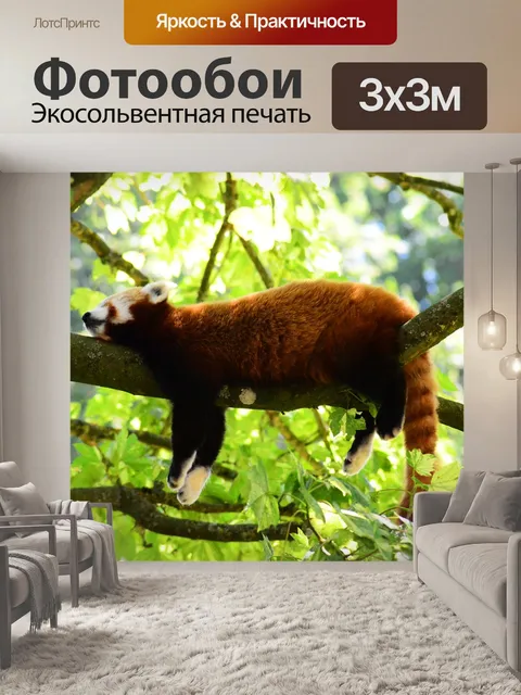 Фотообои Красная панда