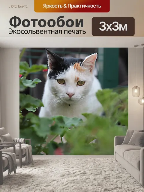 Фотообои Кошка