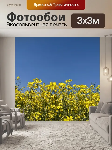 Фотообои Поле рапса Цветет поле рапса