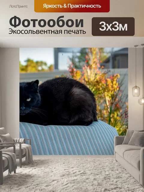 Фотообои Черный кот