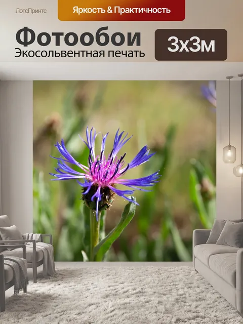 Фотообои Горный золототысячник, флора, цветок