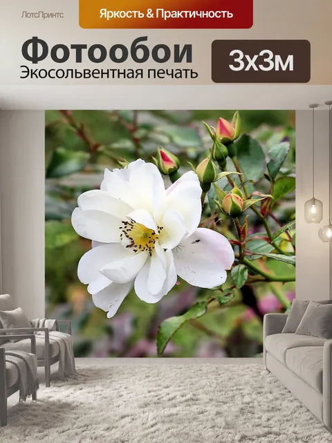 Фотообои Кустовая роза