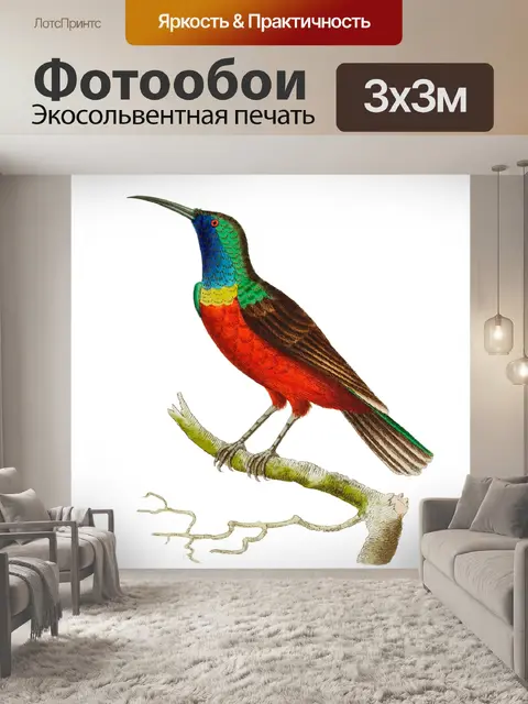 Фотообои Колибри винтаж искусство старый