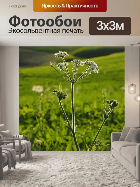 Фотообои Луговой кервель