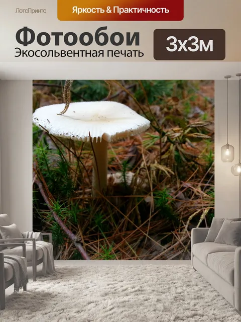 Фотообои Белый гриб