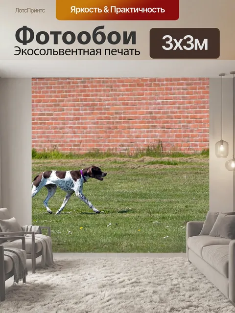 Фотообои Английский собака Указатель