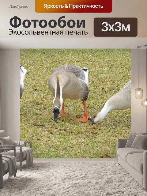 Фотообои Три кормления Канадские гуси