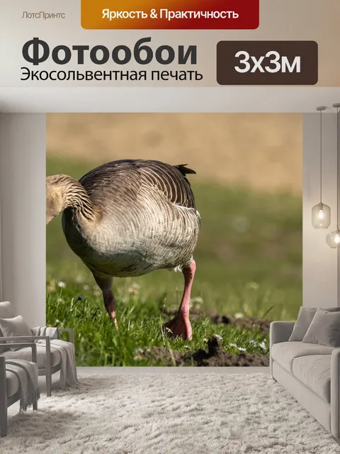Фотообои Гусь