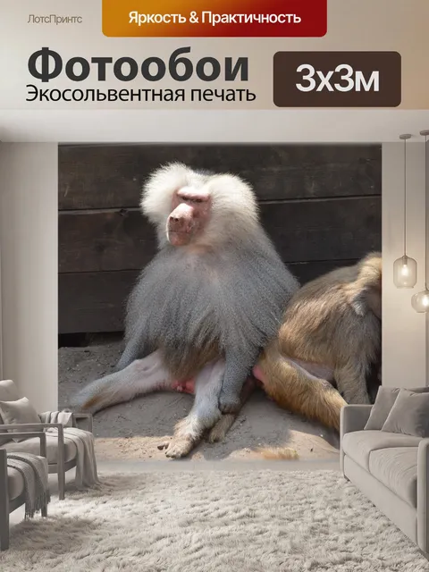 Фотообои Обезьяны, бабуины 07