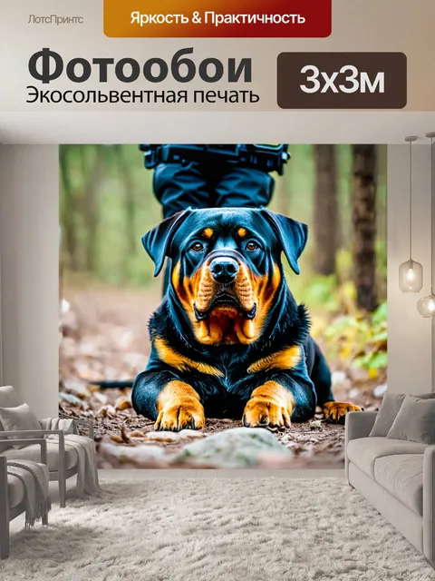 Фотообои ротвейлер, помогающий в поисковых работах, с энергией и решимостью на лице