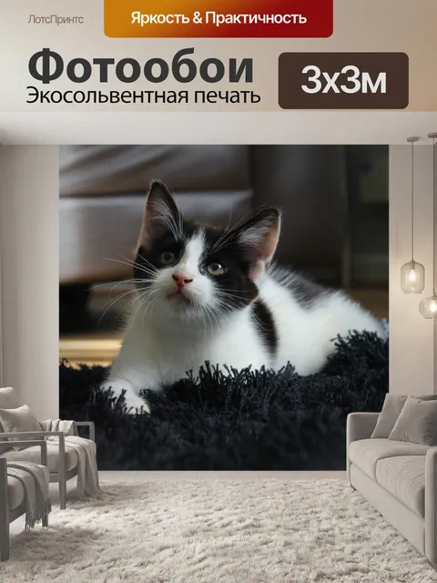 Фотообои Котенок мечтает
