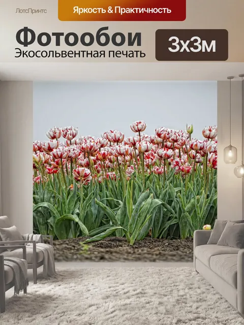 Фотообои Красные и белые тюльпаны