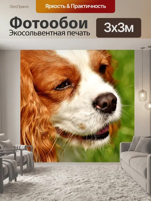 Фотообои Собака