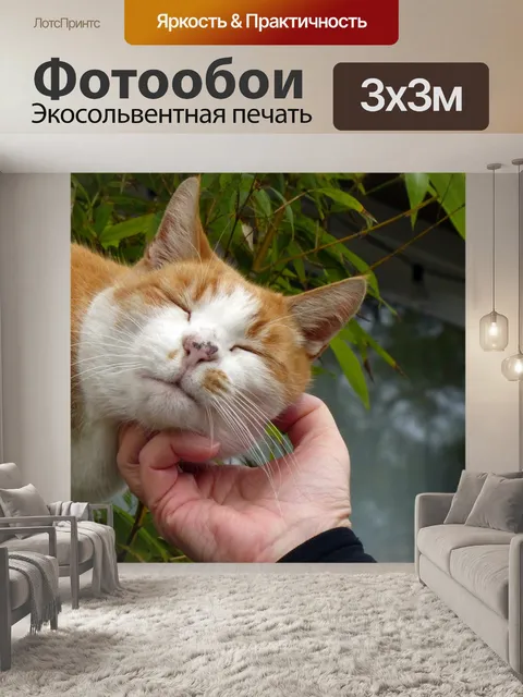 Фотообои Оранжевый табби-кошка