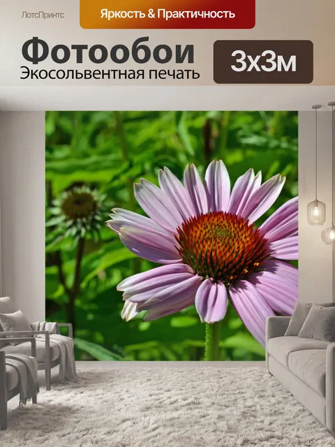 Фотообои Эхинацея