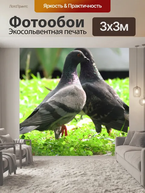 Фотообои Голубь