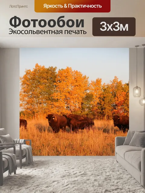Фотообои Буйвол в осеннем свете