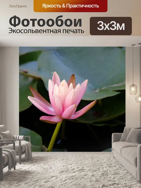 Фотообои Один цветок лотоса