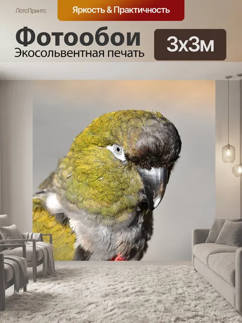 Фотообои Попугай