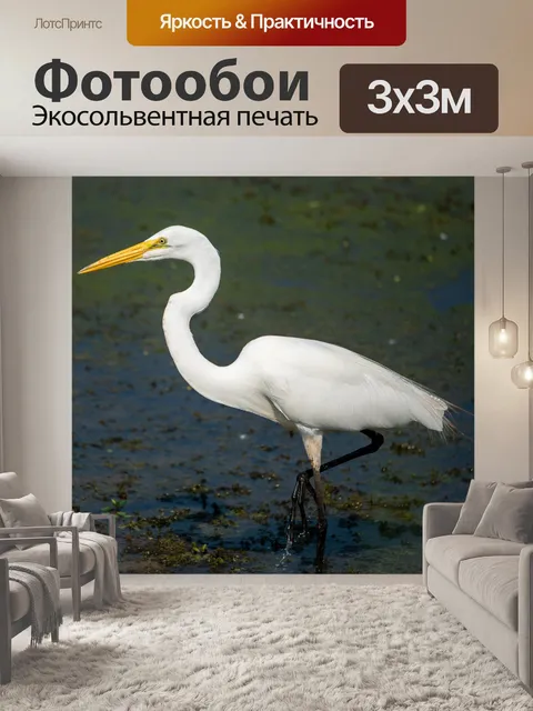 Фотообои Большая белая цапля