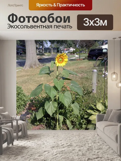 Фотообои Цветок