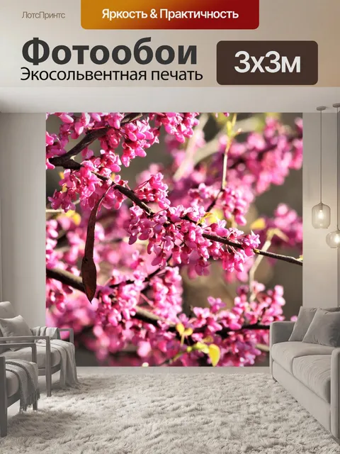 Фотообои Redbud дерево цветет крупным планом