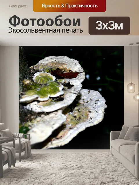 Фотообои Гриб-трутовик