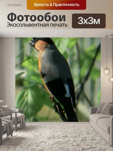 Фотообои Снегирь