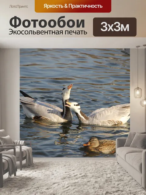 Фотообои Бархатные гуси